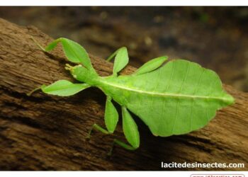 Pourquoi mon phasme est mort ?