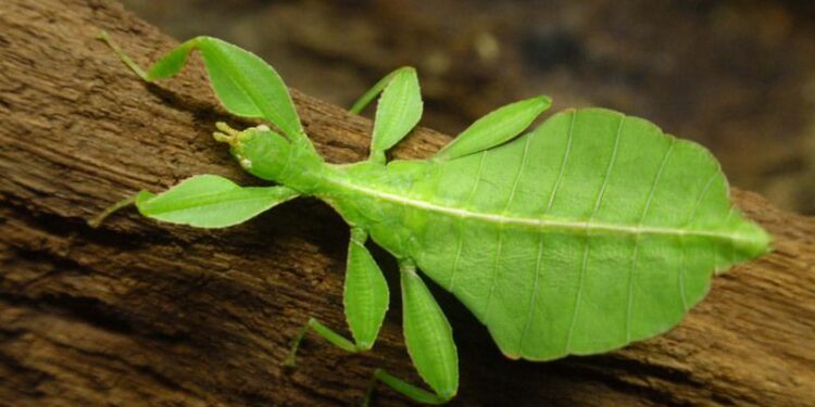 Pourquoi mon phasme est mort ?