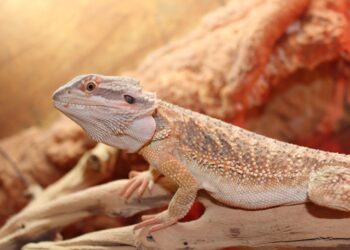 Pourquoi mon pogona dort tout le temp ?