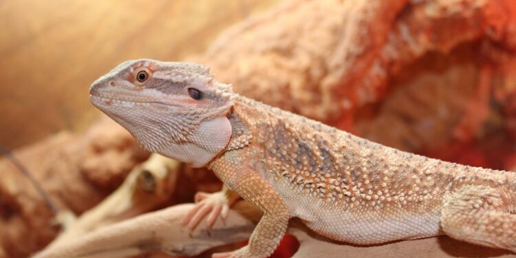 Pourquoi mon pogona dort tout le temp ?