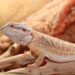 Pourquoi mon pogona dort tout le temp ?