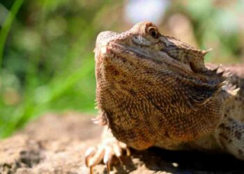 Pourquoi mon pogona gratte à la vitre ?