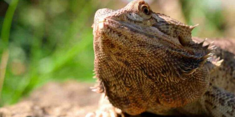 Pourquoi mon pogona gratte à la vitre ?