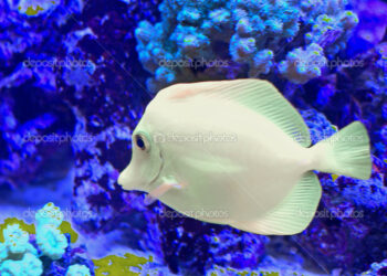 Pourquoi mon poisson a perdu sa couleur ?