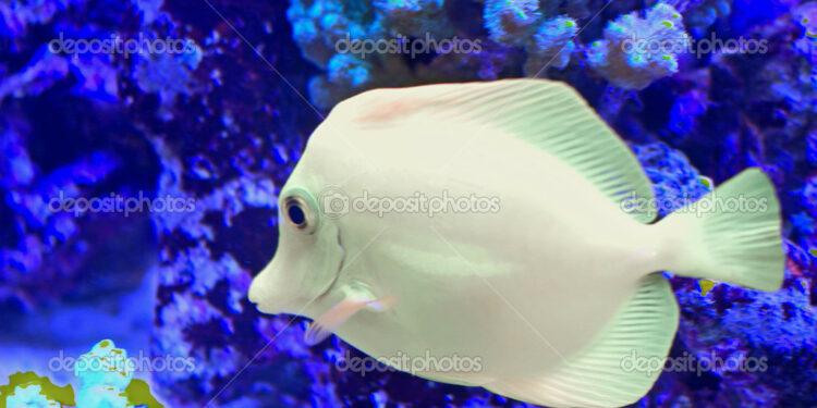 Pourquoi mon poisson a perdu sa couleur ?