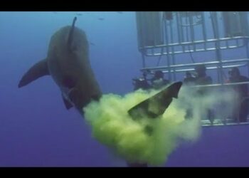 Pourquoi mon poisson est fou ?