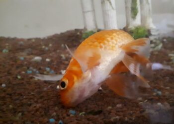 Pourquoi mon poisson se couche au fond de l'aquarium ?