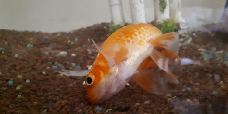 Pourquoi mon poisson se couche au fond de l'aquarium ?