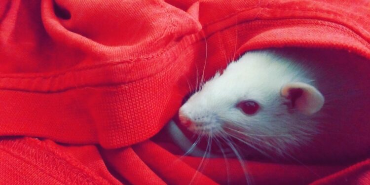 Pourquoi mon rat est faible ?