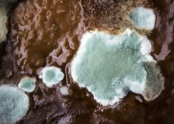 Pourquoi mon terrarium moisi ?