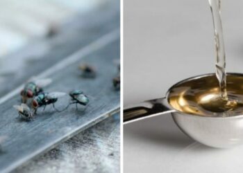 Pourquoi mouche du vinaigre ?