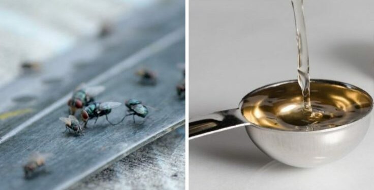 Pourquoi mouche du vinaigre ?