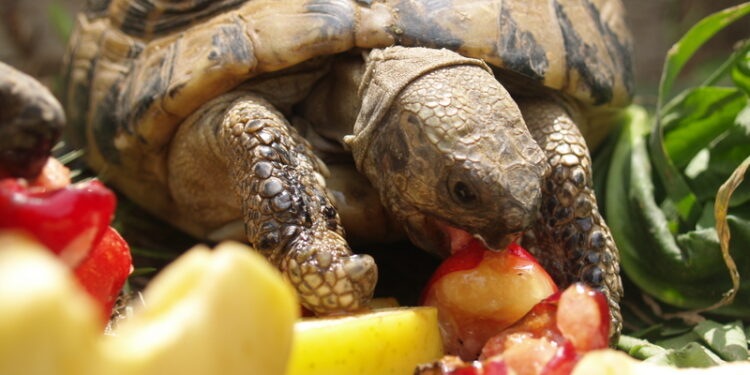 Pourquoi ne pas donner de laitue aux tortues ?