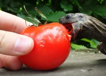 Pourquoi ne pas donner de laitue aux tortues ?