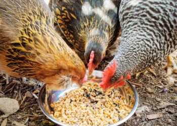 Pourquoi ne pas donner du pain aux poules ?