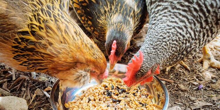 Pourquoi ne pas donner du pain aux poules ?