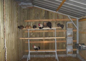 Pourquoi ne pas donner du pain aux poules ?