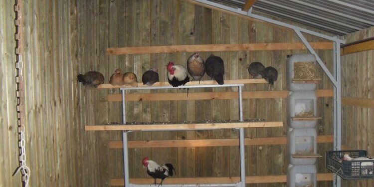 Pourquoi ne pas donner du pain aux poules ?