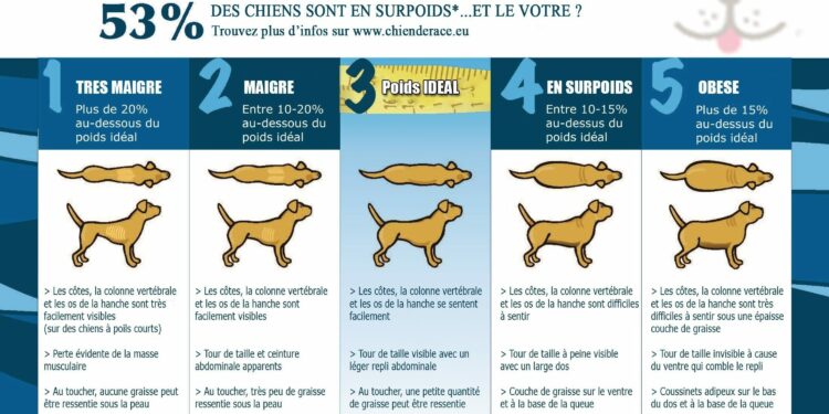 Pourquoi ne pas laisser la gamelle du chien ?