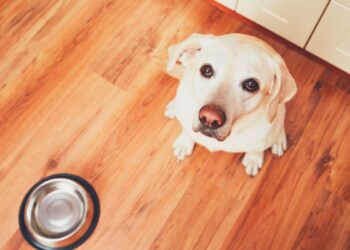 Pourquoi ne pas laisser la gamelle du chien ?