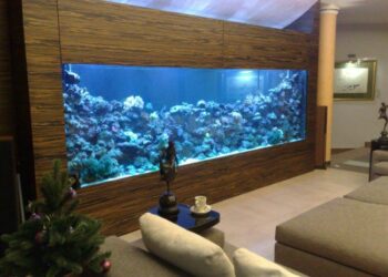 Pourquoi ne pas mettre un aquarium devant une fenêtre ?