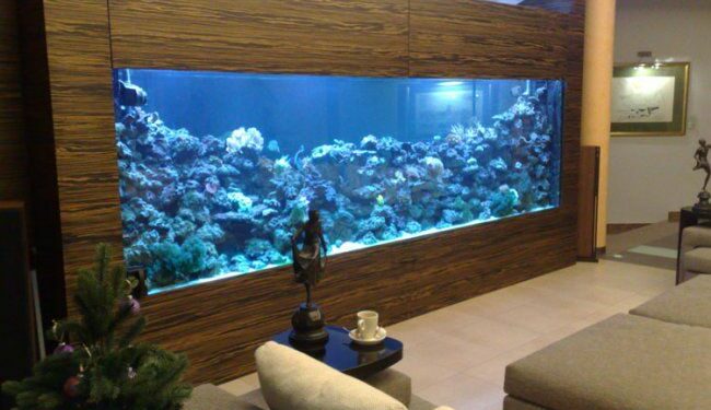 Pourquoi ne pas mettre un aquarium devant une fenêtre ?