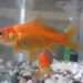 Pourquoi ne pas mettre un poisson rouge dans un bocal ?