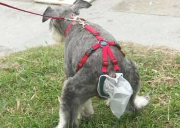 Pourquoi ne pas ramasser les crottes de chien ?