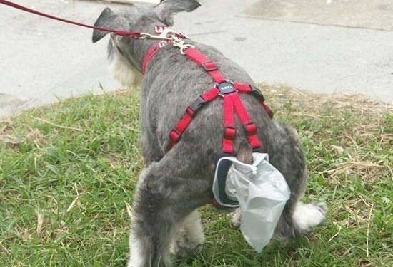 Pourquoi ne pas ramasser les crottes de chien ?