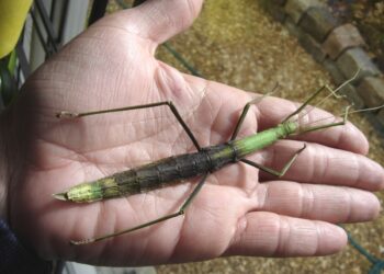 Pourquoi ne pas relâcher les phasmes dans la nature ?