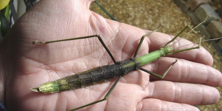 Pourquoi ne pas relâcher les phasmes dans la nature ?