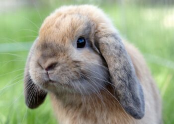 Pourquoi ne pas tenir un lapin par les oreilles ?