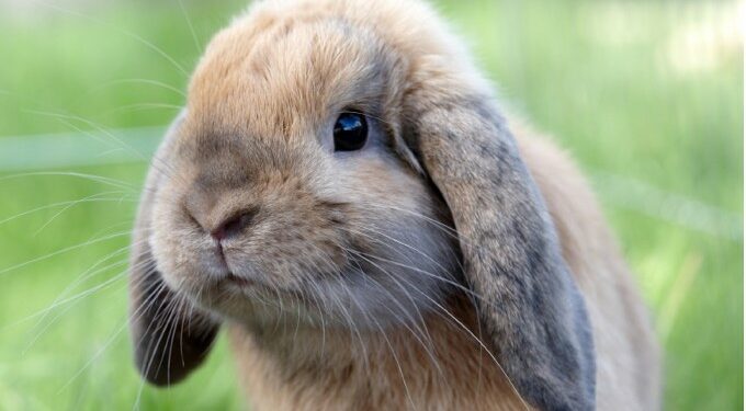 Pourquoi ne pas tenir un lapin par les oreilles ?