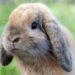 Pourquoi ne pas tenir un lapin par les oreilles ?