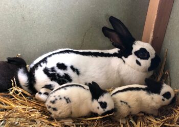 Pourquoi ne pas toucher les lapereaux ?