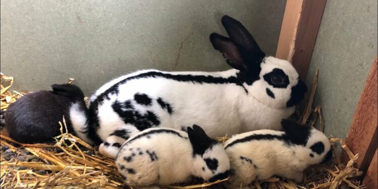 Pourquoi ne pas toucher les lapereaux ?