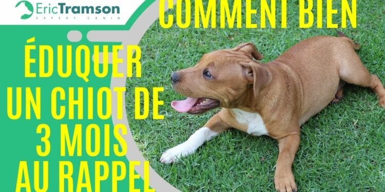 Pourquoi ne pas trop faire marcher un chiot ?