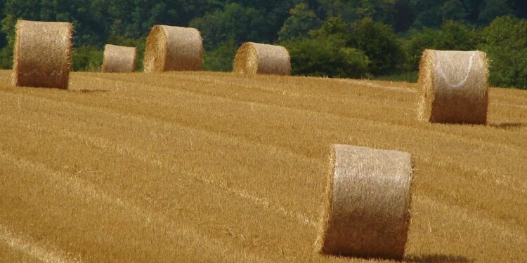 Pourquoi pailler avec du foin ?