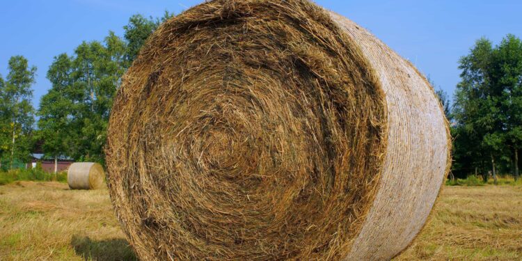 Pourquoi pailler avec du foin ?