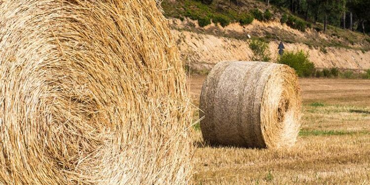 Pourquoi pailler avec du foin ?