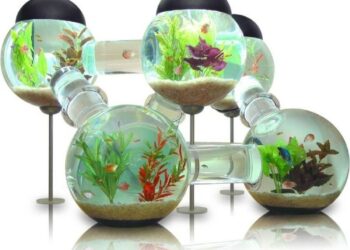 Pourquoi pas d'aquarium rond ?