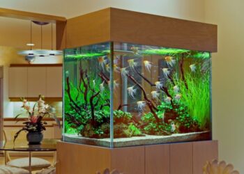 Pourquoi pas d'aquarium rond ?