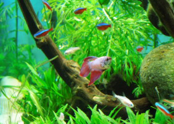 Pourquoi pas de aquarium rond ?