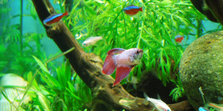 Pourquoi pas de aquarium rond ?