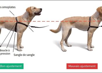 Pourquoi pas de harnais pour les chiens ?