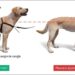 Pourquoi pas de harnais pour les chiens ?