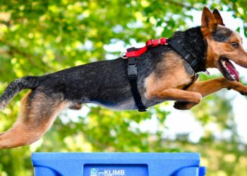 Pourquoi pas de harnais pour un chiot ?