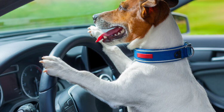 Pourquoi pas de harnais pour un chiot ?