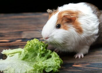 Pourquoi pas de laitue cochon d'Inde ?