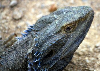 Pourquoi pogona gratte la vitre ?